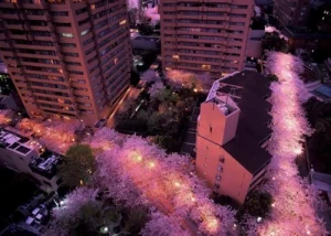 ARK_Hills桜